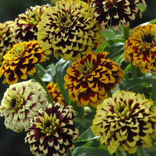 ZINNIA ELEGANS 'JAZZY MIXED' seed image