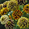 ZINNIA ELEGANS 'JAZZY MIXED' seed image