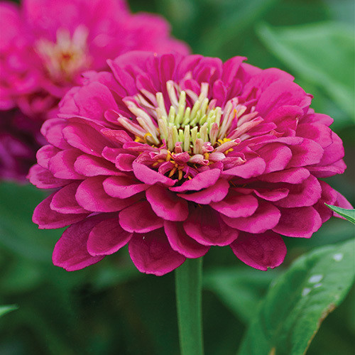 ZINNIA ELEGANS 'PURPLE PRINCE' seed image
