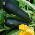 COURGETTE BLACK FOREST F1 seed image