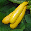 COURGETTE ZUCCHINI GOLD seed image