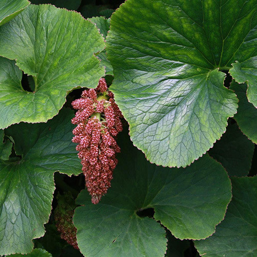 GUNNERA PERPENSA seed image