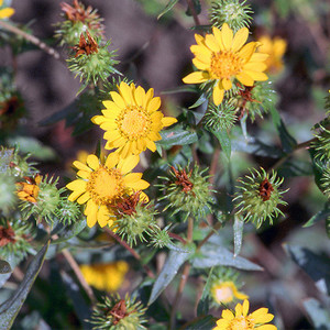 GRINDELIA INTEGRIFOLIA seed image
