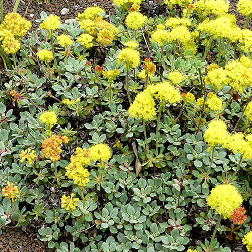 Eriogonum Umbellatum Seeds (4 seeds) (Sulphurflower buckwheat, Sulphur ...