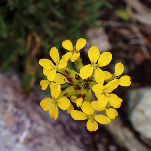 ERYSIMUM TORULOSUM seed image