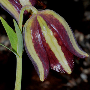FRITILLARIA GRAECA seed image