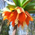 FRITILLARIA IMPERIALIS RUBRA MAXIMA seed image