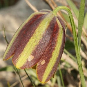 FRITILLARIA MESSANENSIS subsp GRACILIS seed image