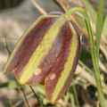 FRITILLARIA MESSANENSIS subsp GRACILIS seed image