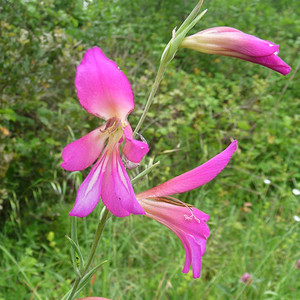 GLADIOLUS ITALICUS seed image