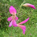 GLADIOLUS ITALICUS seed image