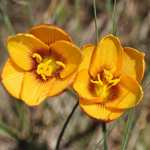 HABRANTHUS TUBISPATHUS YELLOW                 seed image