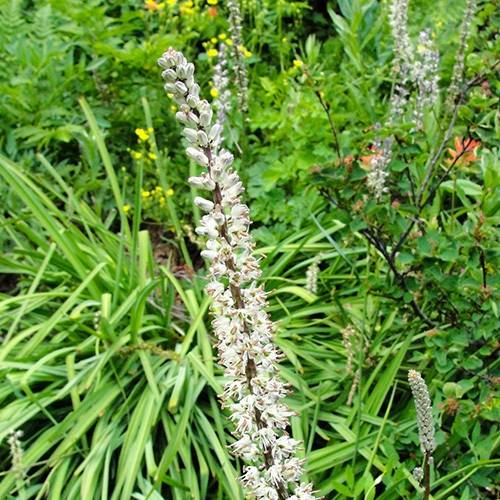 HASTINGSIA ALBA seed image