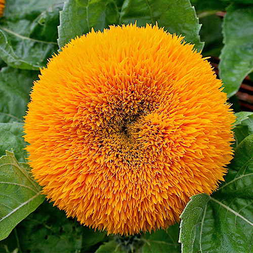 SUNFLOWER  'TEDDY BEAR' seed image