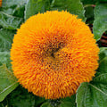 SUNFLOWER  'TEDDY BEAR' seed image