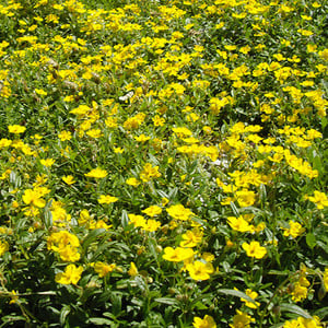 HELIANTHEMUM NUMMULARIUM seed image