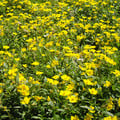 HELIANTHEMUM NUMMULARIUM seed image