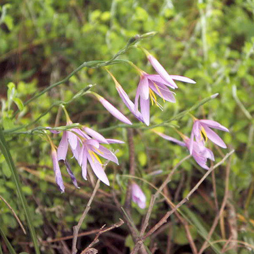 HESPERANTHA HUTTONII seed image