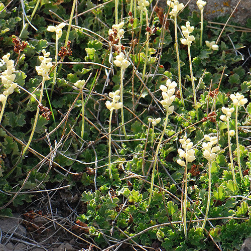 HEUCHERA CYLINDRICA ALPINA seed image