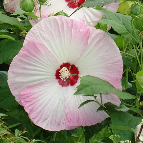 HIBISCUS MOSCHEUTOS seed image