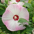 HIBISCUS MOSCHEUTOS seed image
