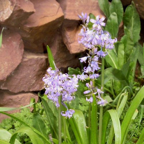 HYACINTHOIDES HISPANICA subsp. ALGERIENSIS seed image