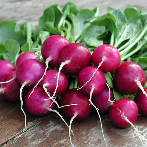 RADISH VIOLA seed image