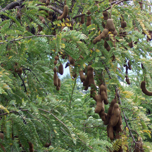 TAMARINDUS INDICA seed image