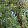 TAMARINDUS INDICA seed image