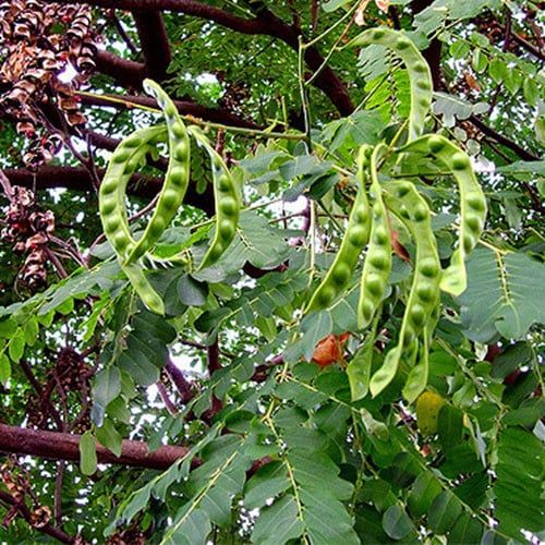 ADENANTHERA PAVONINA seed image