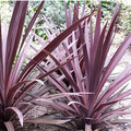 CORDYLINE AUSTRALIS PURPUREA seed image