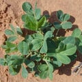 PEANUT (ARACHIS HYPOGAEA) seed image