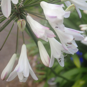 AGAPANTHUS AFRICANUS 'BLUE TIPS' seed image