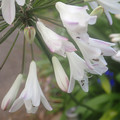 AGAPANTHUS AFRICANUS 'BLUE TIPS' seed image