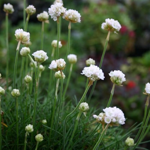 ARMERIA MARITIMA 'MORNING STAR WHITE' seed image