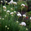 ARMERIA MARITIMA 'MORNING STAR WHITE' seed image