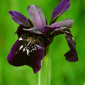 IRIS CHRYSOGRAPHES 'BLACK KNIGHT' seed image