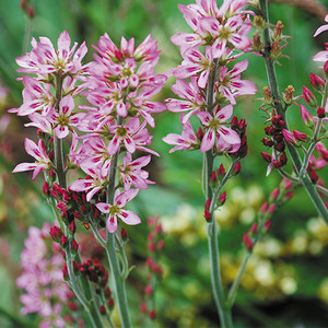 FRANCOA SONCHIFOLIA 'MOLLY ANDERSON' seed image