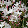 HESPERANTHA CUCULLATA seed image