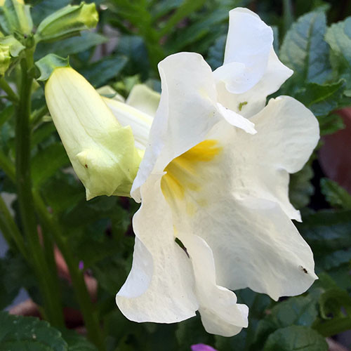INCARVILLEA DELAVAYI SNOWTOP seed image