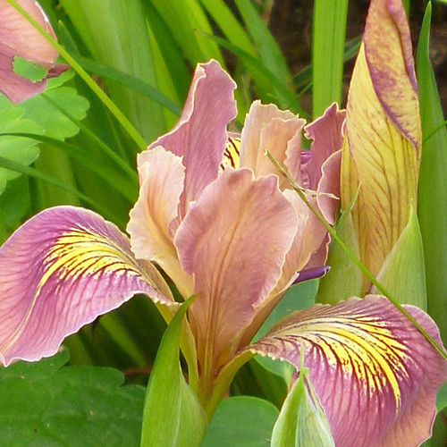 Iris Broadleigh Rose Seeds Iris Innominata Plant World Seeds