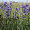 IRIS SPURIA seed image