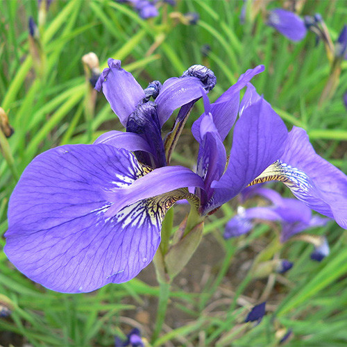 IRIS SANGUINEA seed image