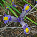 IRIS XIPHIUM seed image