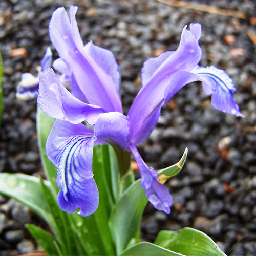 IRIS ZENAIDAE seed image