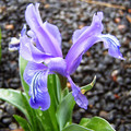 IRIS ZENAIDAE seed image