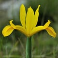 IRIS XIPHIUM 'LUSITANICA' seed image