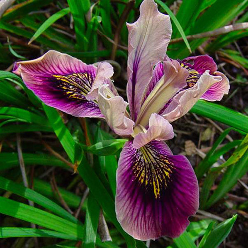 Iris Sybil Seeds Tall Bearded Iris Plant World Seeds