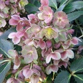 HELLEBORUS X STERNII seed image