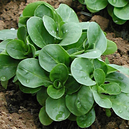 Granon Seeds Corn Salad Lamb S Lettuce Mache Valerianella